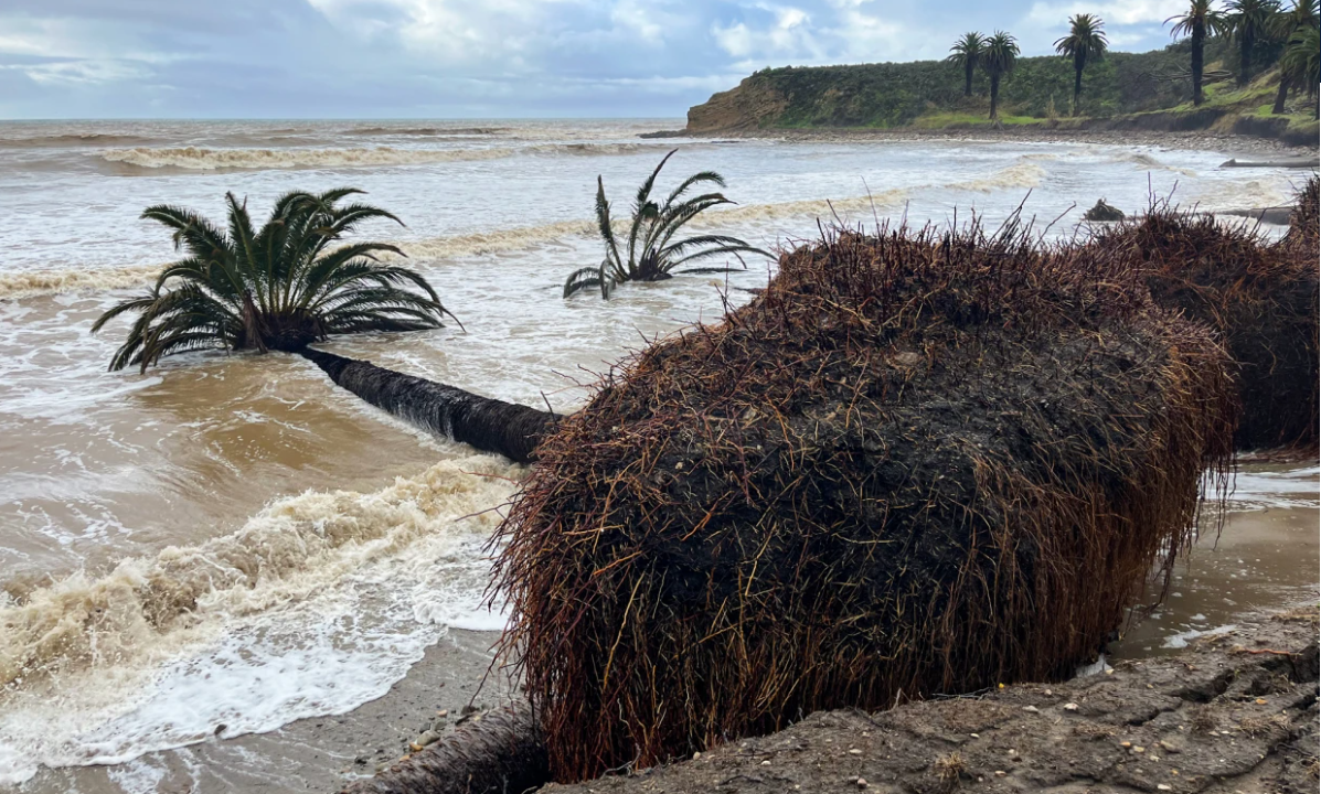 California Weeps as Historic Palm Trees Succumb to Winter’s Fury