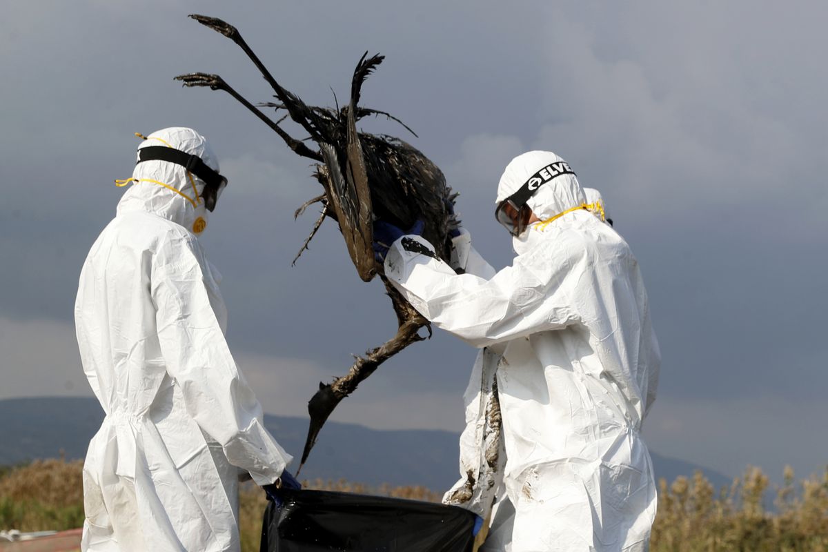 Bird Flu Outbreak Halts Egg Production in Texas