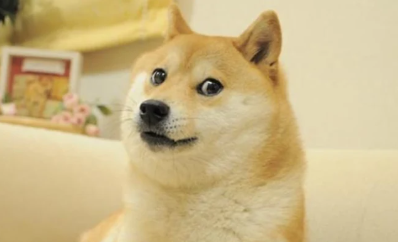 Viral Dog Kabosu, Inspiration Behind ‘Doge’ Meme and Dogecoin, Passes Away at 18