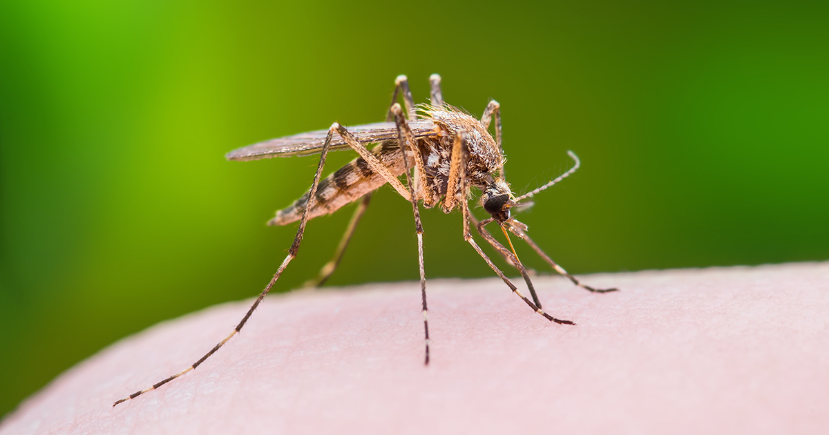 Effective Home Remedies to Combat the Increasing Menace of Mosquitoes, Find Relief from Mosquitoes with These Simple Measures